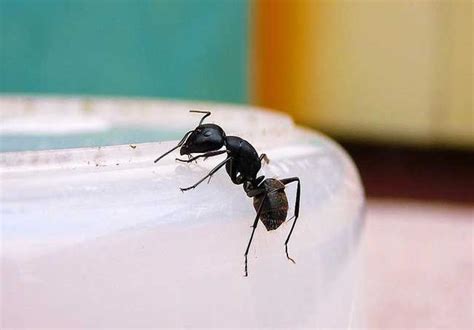 懷孕自殺 為什麼家裡很多螞蟻